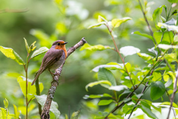 Erithacus rubecula on a branch in the forest © Krzysztof