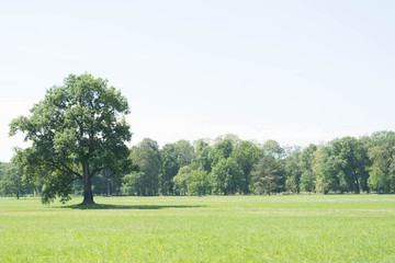 Tree on a green meadow. Summer landscape