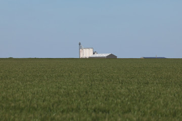 Fototapeta na wymiar Green wheat in the field. french landscape