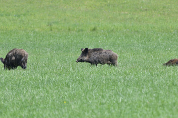 Wild boar near the forest grazing grass wildlife