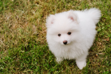 Little white puppy outdoors in the park. Close up. Pomsky puppy dog. Adorable mini husky little dog
