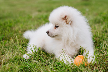 Little white fluffy puppy playing with a color ball. Adorable Pomsky dog puppy