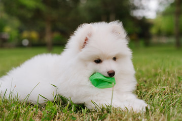 Little white fluffy puppy playing with a color ball. Adorable Pomsky dog puppy