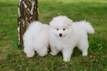 White little puppies playing on green grass during walking in the park. Adorable cute Pomsky Puppy dog , a husky mixed with a pomeranian spitz