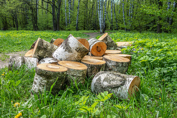 sawn old morbid birch on the grass in the park