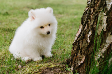 Little white puppy outdoors in the park. Close up. Pomsky puppy dog. Adorable mini husky little dog