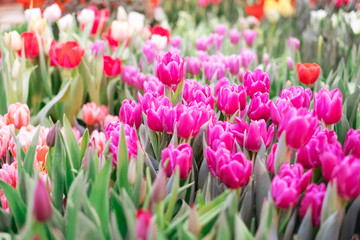 Group of colorful tulip. Pink flower tulip lit by sunlight. Soft selective focus