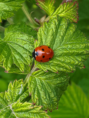 beautiful ladybug on a green leaf