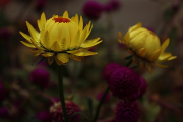 yellow flower with purple accent