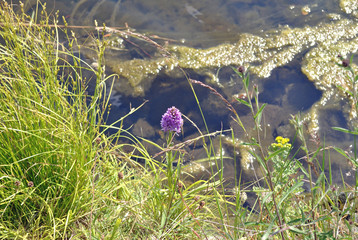 Small Flowering Orchid Plant in Grass beside Clear Waters of Industrial Canal 