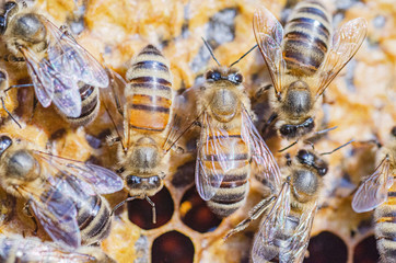 closeup of honey bees on honeycomb in apiary in the summertime