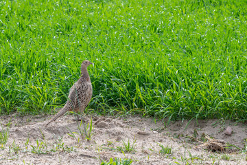 female pheasant in the field