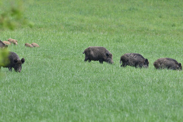 Wild boar near the forest grazing grass wildlife