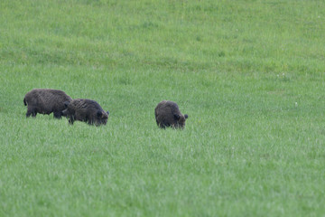 A flock of wild boars graze grass in a spring meadow