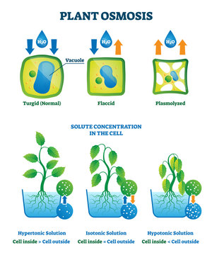 Plant osmosis vector illustration. Cell water absorption process explanation