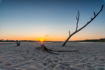 lonely withered tree by the river
