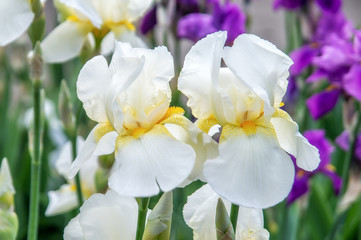 Naklejka na ściany i meble white iris flowers in the garden 