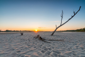 lonely withered tree by the river © Krzysztof