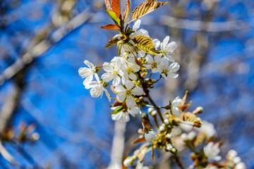 spring blossom on blue sky