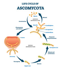 Life cycle of ascomycota vector illustration. Labeled fungi reproduction. © VectorMine
