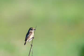 bird on a twig in a meadow