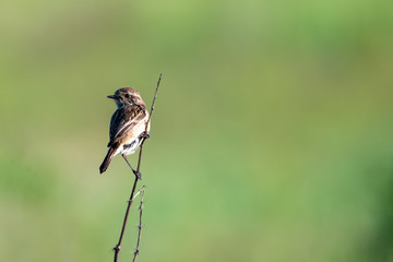 bird on a twig in a meadow © Krzysztof