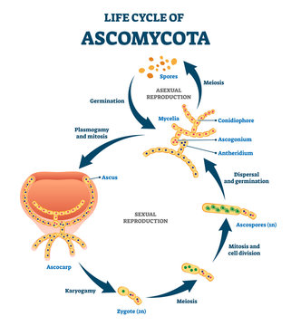 Life cycle of ascomycota vector illustration. Labeled fungi reproduction.