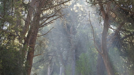 Neblina matinal na floresta