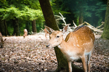 Whitetail deer doe standing in the woods in the early morning