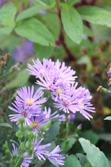 flower leaves nature purple