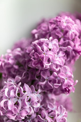 Beautiful delicate spring lilac flowers closeup. Nature design background