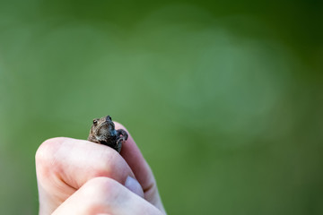 A small frog is caught by the man's hand, the man holds the frog in his hands