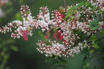 flower leaves nature pink