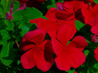 HDR Photo of a red, pink Petunia plant 1