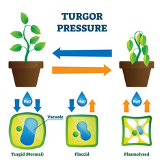 Turgor pressure vector illustration. Labeled hydrostatic force explain scheme