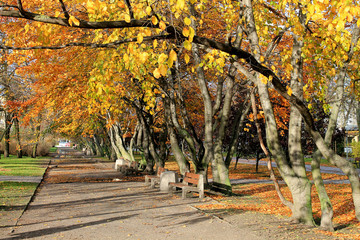 Jesień-park w Gdyni. - obrazy, fototapety, plakaty