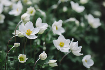 Beautiful  white anemone flowers in the spring garden.