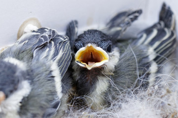 mésange charbonnière