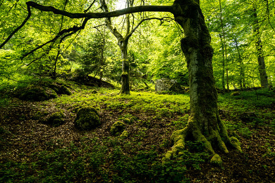 M&auml;rchenwald im Kleinen Deister / ferrytale forest