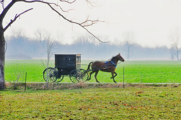 Amish Buggy on Rural Indiana Road