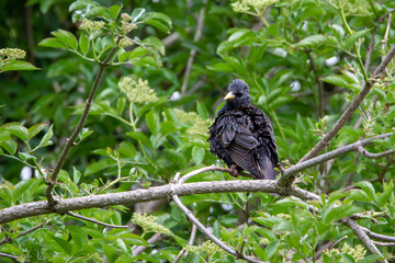 Wild life photography in our back garden