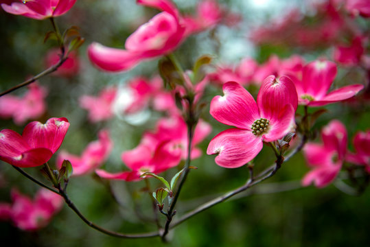 pink and white flowers of dogwood in bloom