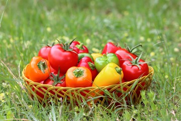 Panier de l&eacute;gumes