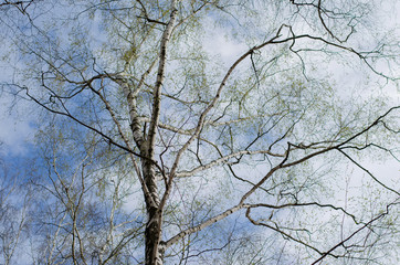 Russian birch tree branches against blue sky