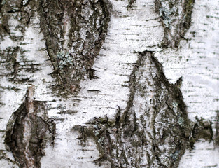 Obraz premium Black and white Bark of a birch tree. Close up image as a background