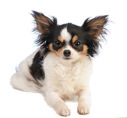 chihuahua looking straight ahead and lying down