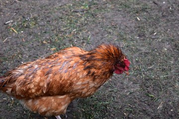 Gallus gallus dometicus. Wet laying hen looking for food.