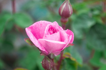 pink rose bud