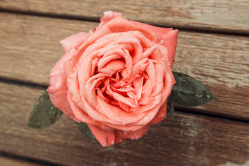 A rose in the rain