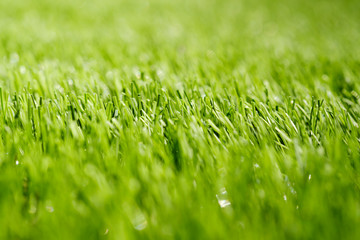 Texture of green grass on a sports soccer field or golf lawn, for sport background. Detailed pattern of green football field grass lawn texture. Green sports lawn in the stadium